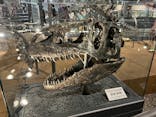 福井県立恐竜博物館に投稿された画像（2024/4/1）