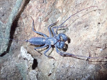 石垣島 ADVENTURE PiPi（イシガキジマアドベンチャーピピ）に投稿された画像（2024/4/1）