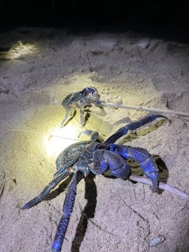 石垣島 ADVENTURE PiPi（イシガキジマアドベンチャーピピ）に投稿された画像（2024/4/1）