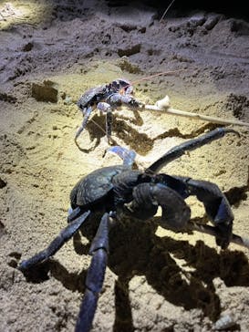 石垣島 ADVENTURE PiPi（イシガキジマアドベンチャーピピ）に投稿された画像（2024/4/1）