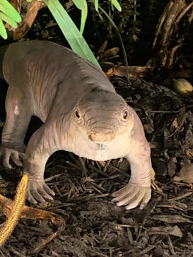 福井県立恐竜博物館に投稿された画像（2024/4/1）
