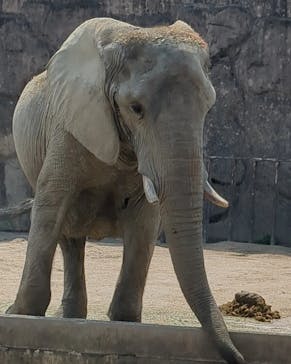 東武動物公園に投稿された画像（2024/4/1）