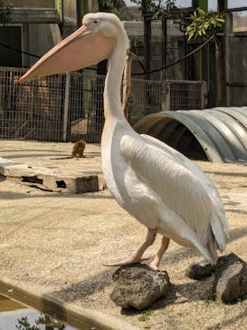 東武動物公園に投稿された画像（2024/4/1）