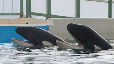 鴨川シーワールドに投稿された画像（2024/4/2）