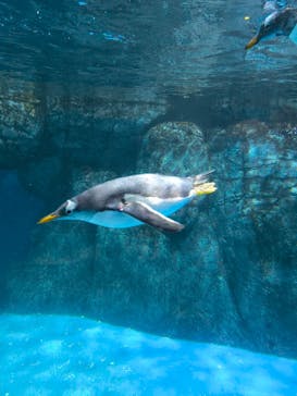 横浜・八景島シーパラダイスに投稿された画像（2024/4/2）