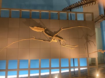 福井県立恐竜博物館に投稿された画像（2024/4/2）