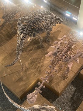 福井県立恐竜博物館に投稿された画像（2024/4/2）