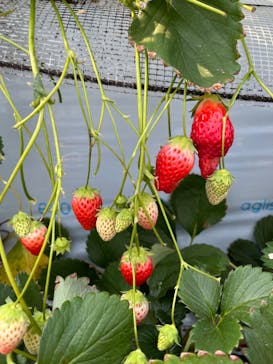 すごう農園直売所ピアッツァに投稿された画像（2024/4/2）