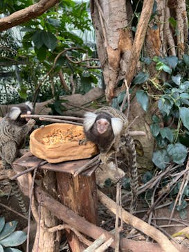 神戸どうぶつ王国に投稿された画像（2024/4/2）