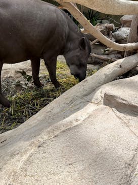 神戸どうぶつ王国に投稿された画像（2024/4/2）