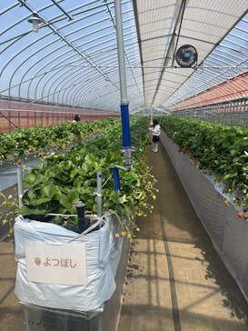 Strawberry Farm シャインベリーに投稿された画像（2024/4/2）