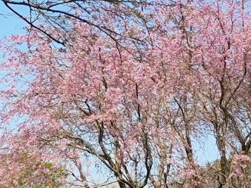 浜名湖花博2024に投稿された画像（2024/4/2）