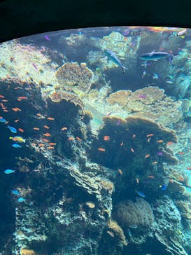 沖縄美ら海水族館に投稿された画像（2024/4/2）