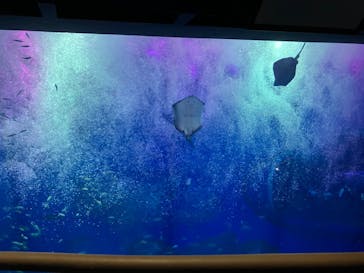 アクアワールド茨城県大洗水族館に投稿された画像（2024/4/2）