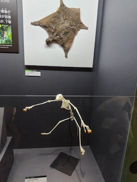 特別展「大哺乳類展３－わけてつなげて大行進」に投稿された画像（2024/4/2）