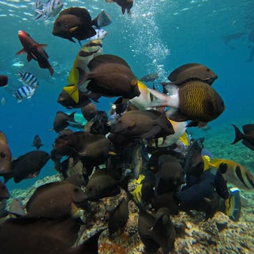 武藤潜水に投稿された画像（2024/4/2）