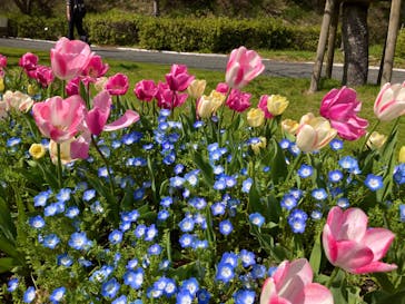 浜名湖花博2024に投稿された画像（2024/4/2）