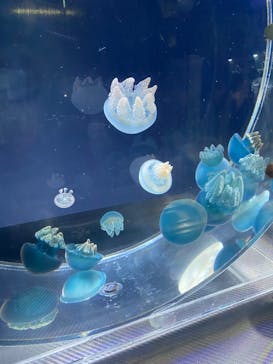 名古屋港水族館に投稿された画像（2024/4/2）