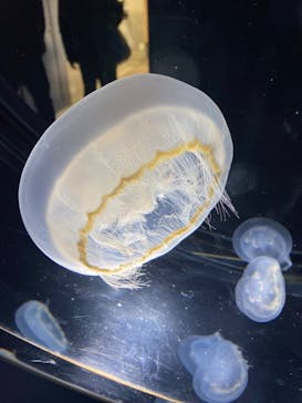 名古屋港水族館に投稿された画像（2024/4/2）