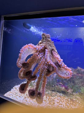 竹島水族館に投稿された画像（2024/4/2）