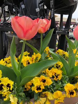 ひらかたパークに投稿された画像（2024/4/2）