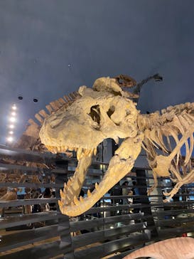福井県立恐竜博物館に投稿された画像（2024/4/2）