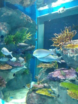 DMMかりゆし水族館に投稿された画像（2024/4/2）