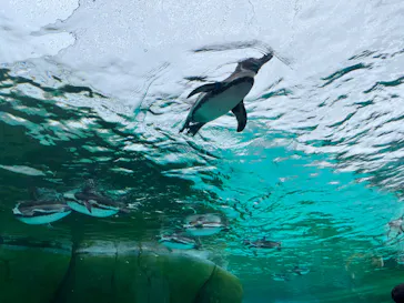 天王寺動物園に投稿された画像（2024/4/2）