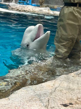 名古屋港水族館に投稿された画像（2024/4/2）