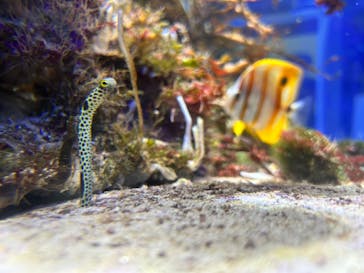 名古屋港水族館に投稿された画像（2024/4/2）