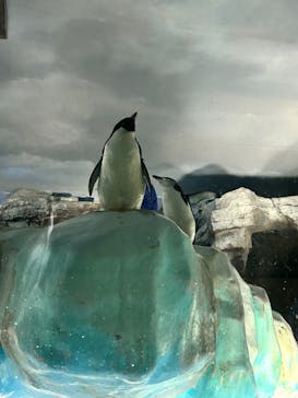 名古屋港水族館に投稿された画像（2024/4/2）