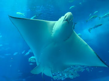 沖縄美ら海水族館に投稿された画像（2024/4/2）