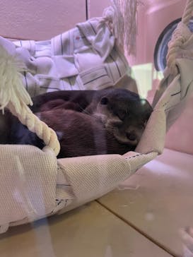 マクセル アクアパーク品川に投稿された画像（2024/4/2）