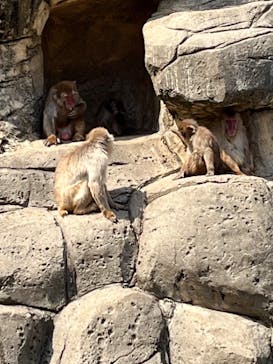 千葉市動物公園に投稿された画像（2024/4/2）