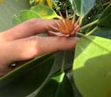 石垣島 ADVENTURE PiPi（イシガキジマアドベンチャーピピ）に投稿された画像（2024/4/2）