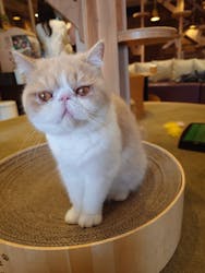猫カフェモカ　池袋西口店に投稿された画像（2024/4/2）