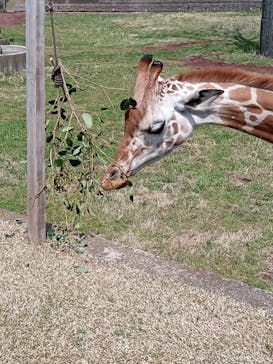 千葉市動物公園に投稿された画像（2024/4/2）