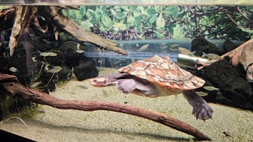 カワスイ 川崎⽔族館に投稿された画像（2024/4/2）