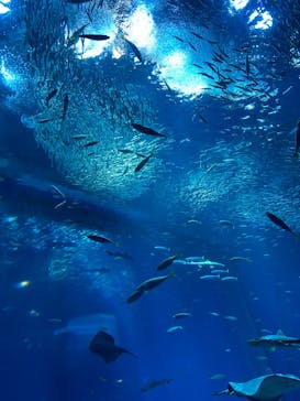 アクアワールド茨城県大洗水族館に投稿された画像（2024/4/2）