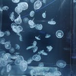 京都水族館に投稿された画像（2024/4/2）