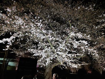 NAKED桜まつり 2024 世界遺産・二条城に投稿された画像（2024/4/2）