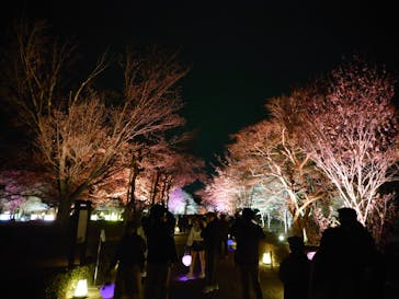 NAKED meets 二条城 2025 観月に投稿された画像（2024/4/2）