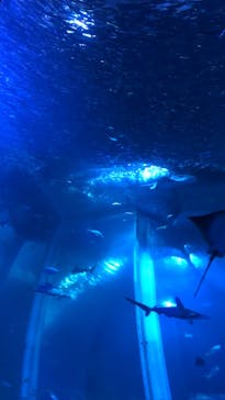 横浜・八景島シーパラダイスに投稿された画像（2024/4/2）