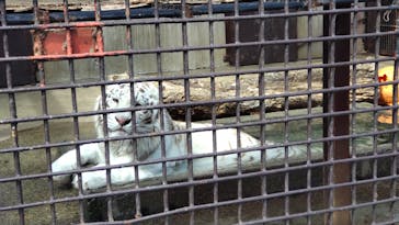 宇都宮動物園に投稿された画像（2024/4/2）