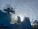 サンシャイン水族館に投稿された画像（2024/4/2）