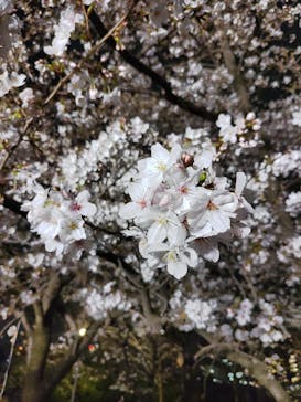 大阪城公園 西の丸庭園に投稿された画像（2024/4/2）