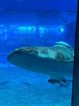 沖縄美ら海水族館に投稿された画像（2024/4/2）