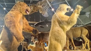 特別展「大哺乳類展３－わけてつなげて大行進」に投稿された画像（2024/4/2）