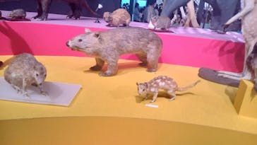 特別展「大哺乳類展３－わけてつなげて大行進」に投稿された画像（2024/4/2）