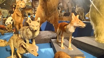 特別展「大哺乳類展３－わけてつなげて大行進」に投稿された画像（2024/4/2）